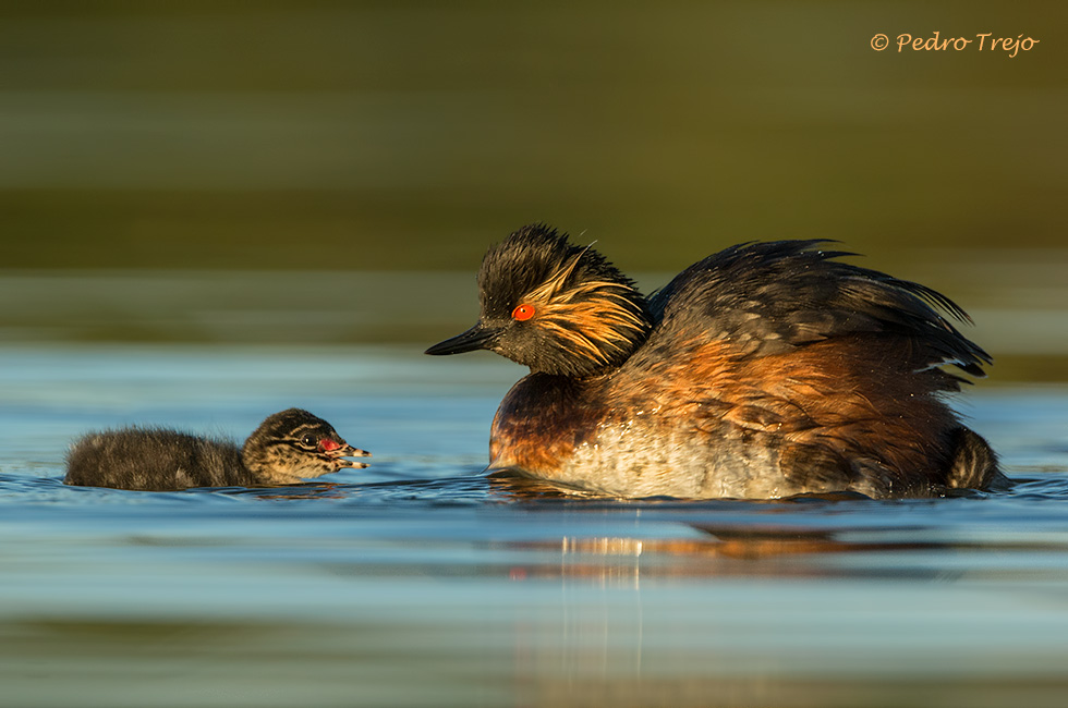 Zampullin cuellinegro (Podiceps nigricollis)